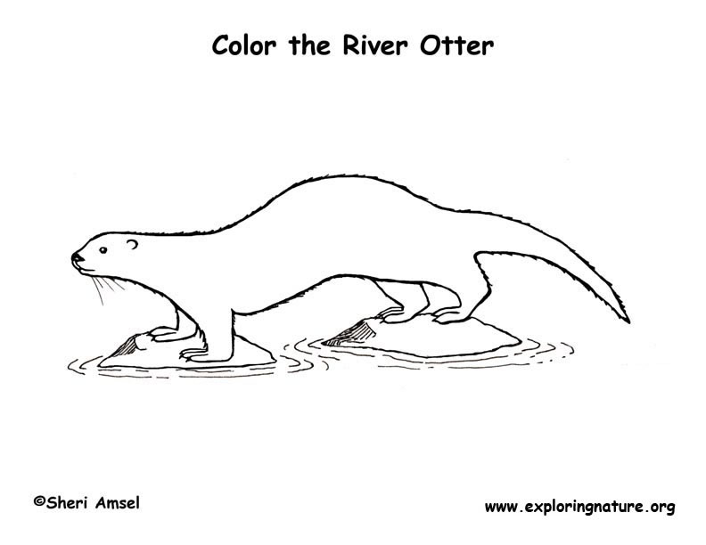 90 River Animals Coloring Pages , Free HD Download