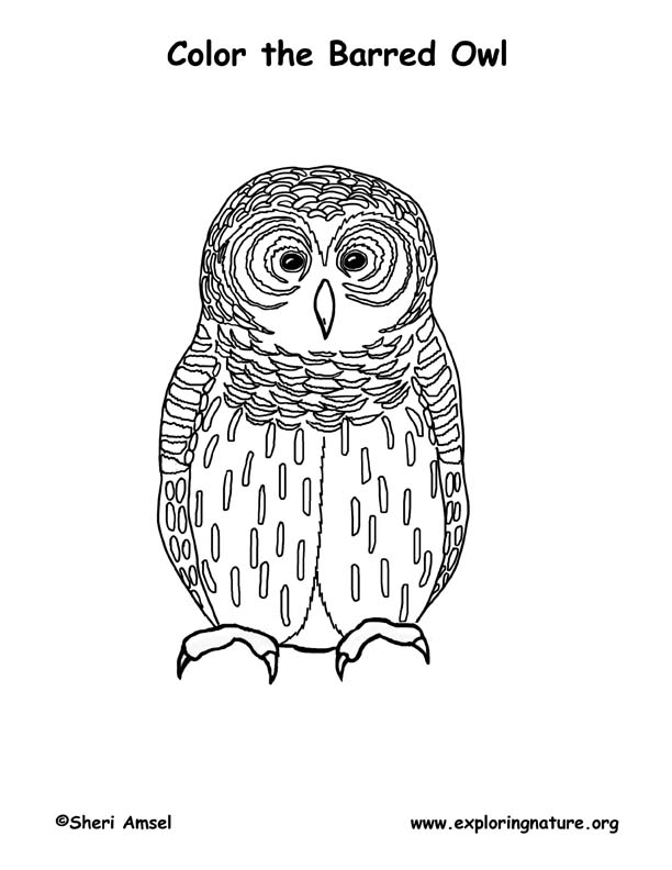 Owl (Barred) Coloring Page