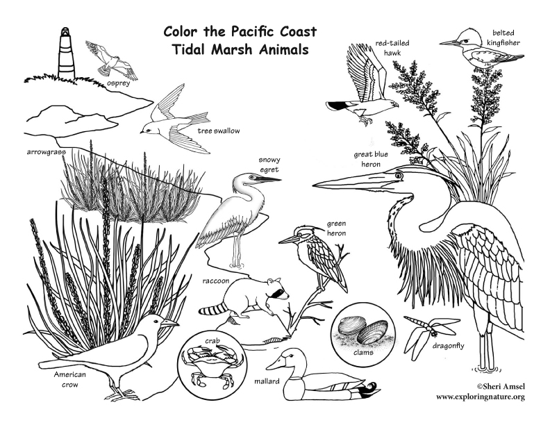Pacific Coast Tidal Marsh Coloring