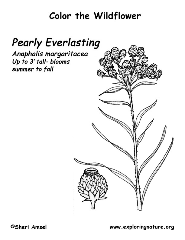 Pearly Everlasting Coloring Page
