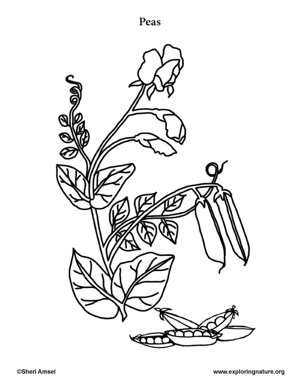 Download Garden Vegetables Coloring Pages (10)