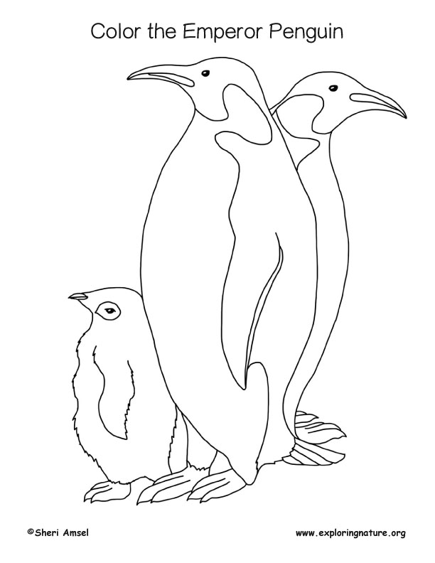 Penguin (Emperor) Coloring Page