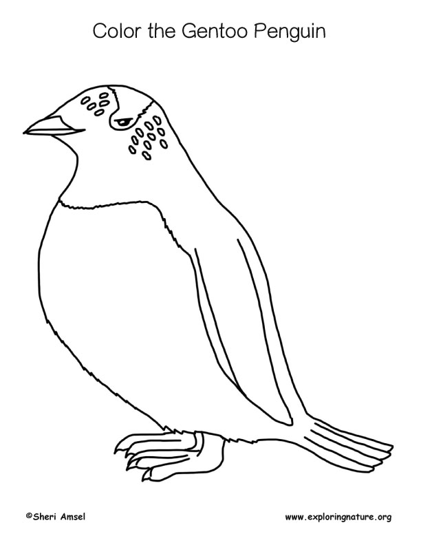 Penguin (Gentoo) Coloring Page