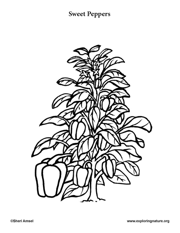 Download Garden Vegetables Coloring Pages (10)