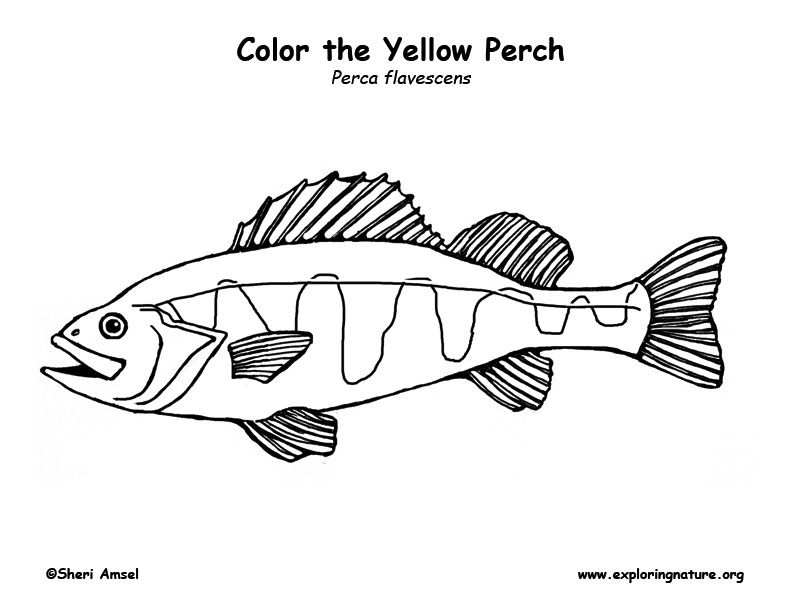 Yellow Perch Coloring