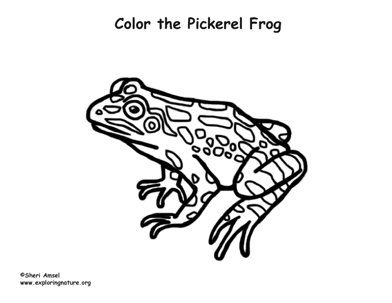 Pickerel Frog Coloring Page