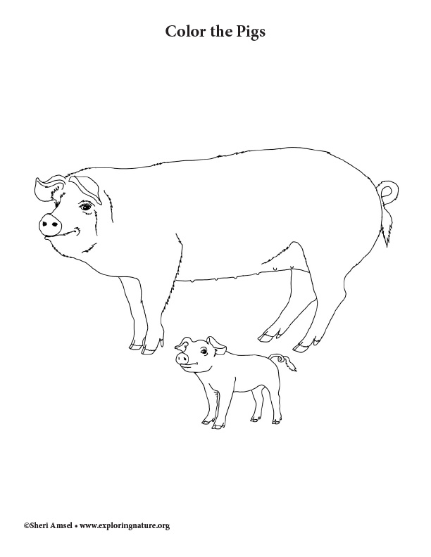 Pigs Coloring Page