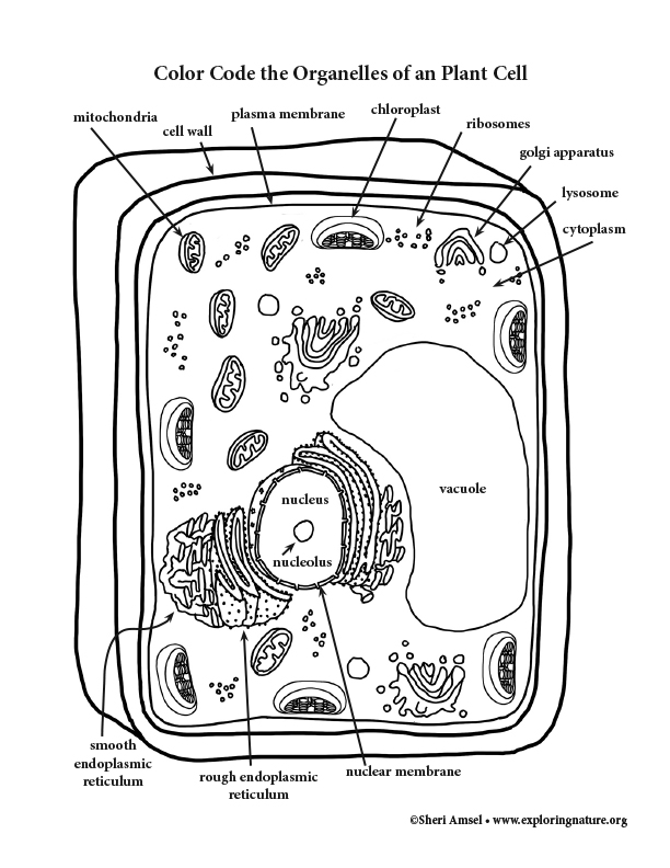 Download A Look at Plant Cell Organelles - Coloring