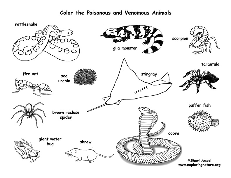 63 Top Vertebrate Animals Coloring Pages Pictures 63 Top Vertebrate Animals Coloring Pages Pictures