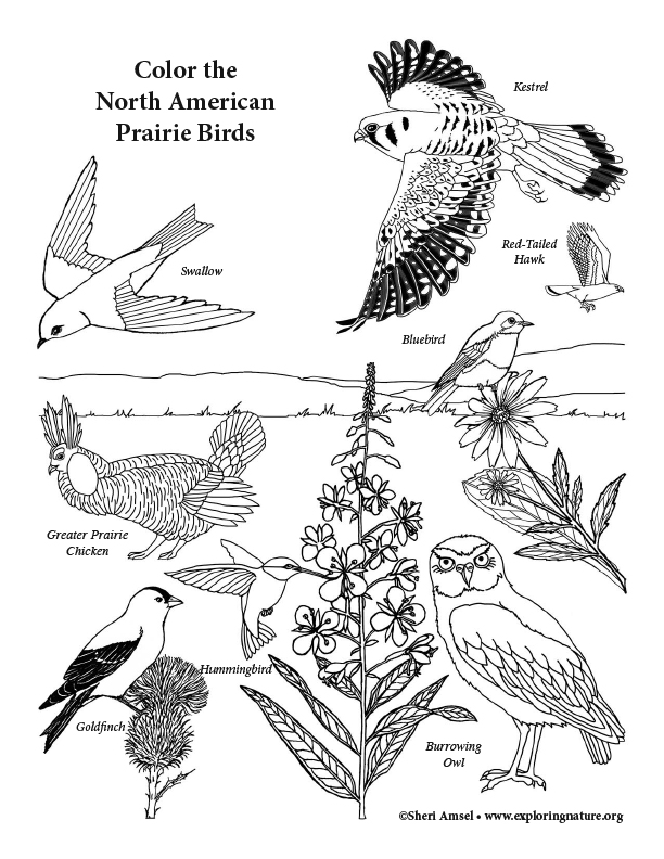 North American Animals Coloring Pages at viikelseyblog Blog