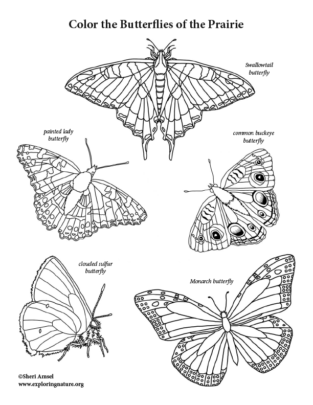 Painted Lady Butterfly Coloring Page