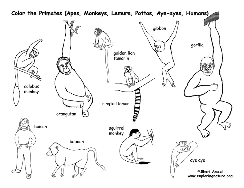 Primates Coloring Page