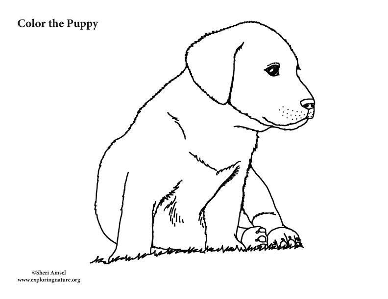 Puppy Coloring Page