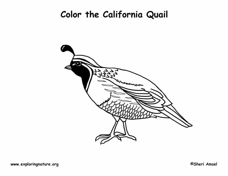 California Quail Coloring Page