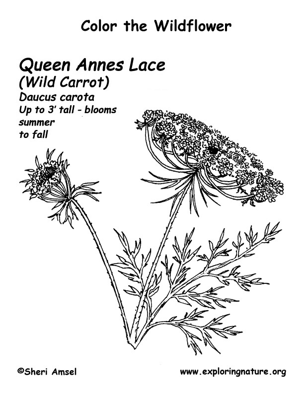 Queen Anne's Lace – Wild Sensibility