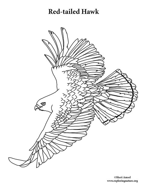 red wing black bird coloring pages