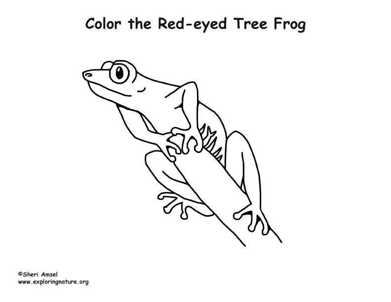 Red-Eyed Tree Frog Coloring Page