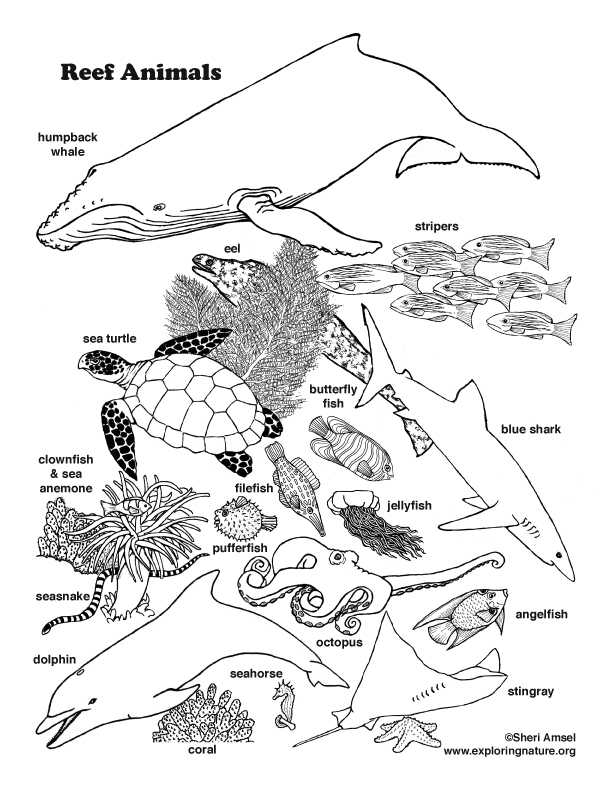 Reef Animals Coloring