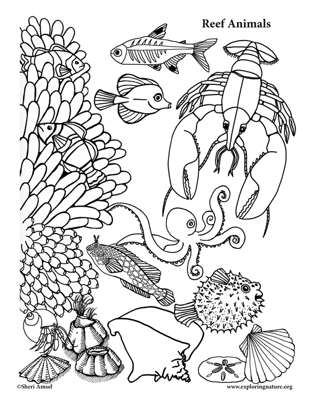 Reef Animal Coloring