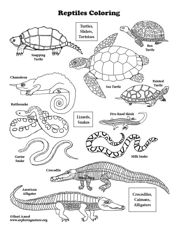 Pictures Of Reptiles To Print