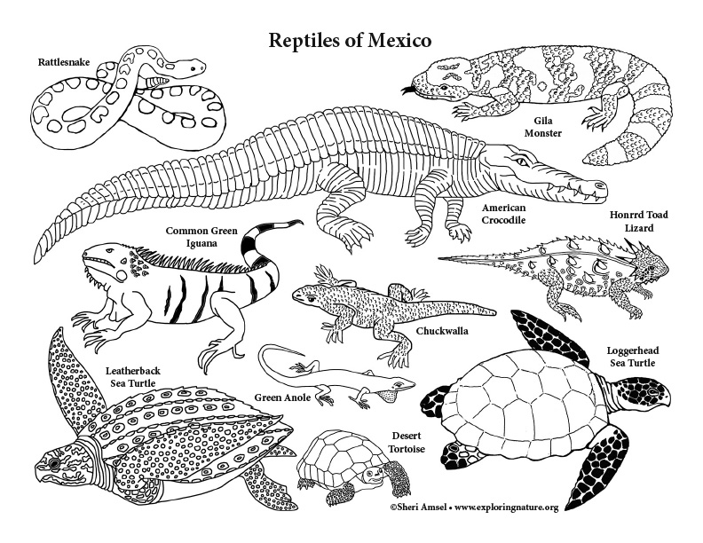 Mexico Animals Coloring
