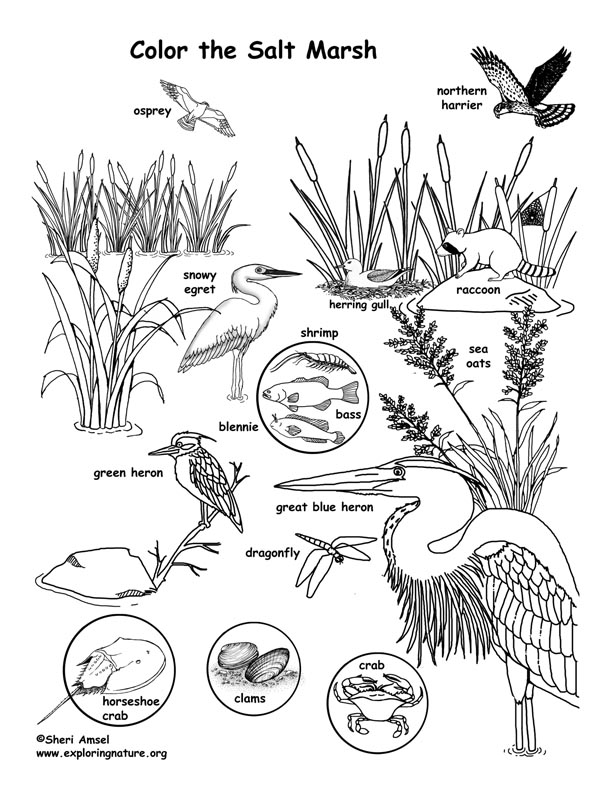 Download Salt Life Pages Coloring Pages