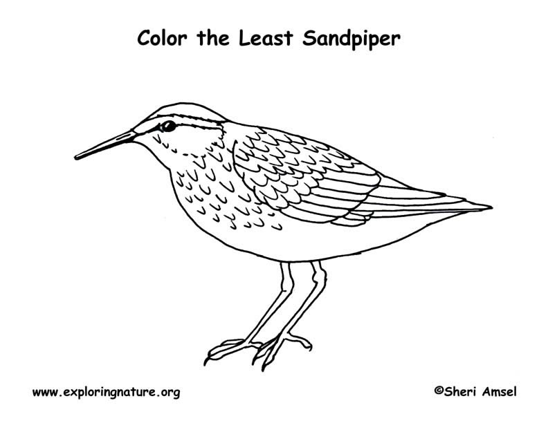 Sandpiper (Least) Coloring Page