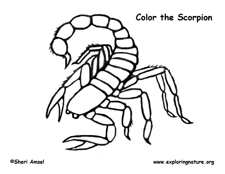 get over here scorpion coloring pages