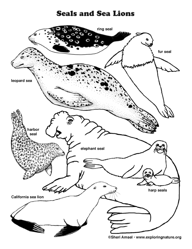 Seals And Sea Lions Coloring Page