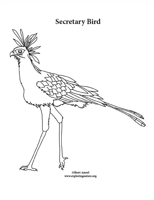 Secretary Bird Coloring Page