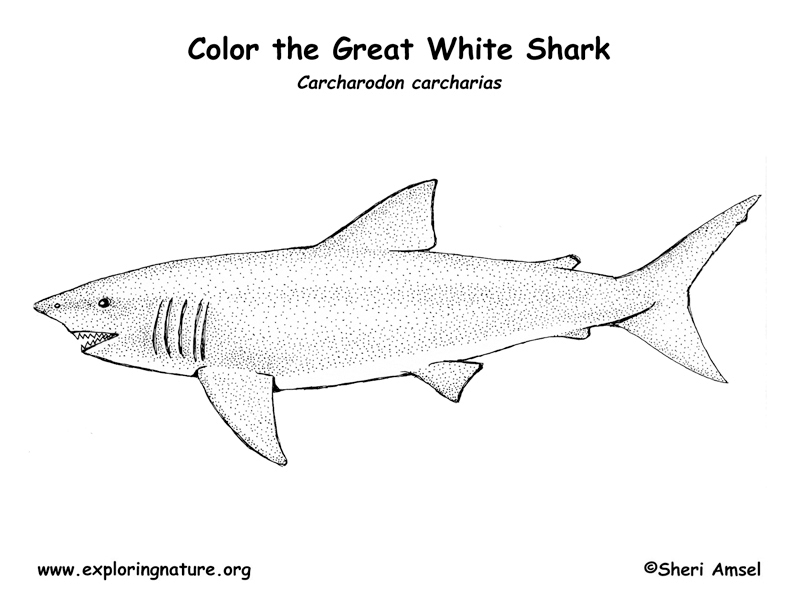 Download Shark (Great White) Coloring Page