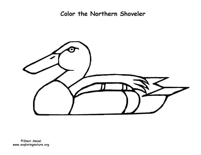 Duck (Northern Shoveler) Coloring Page