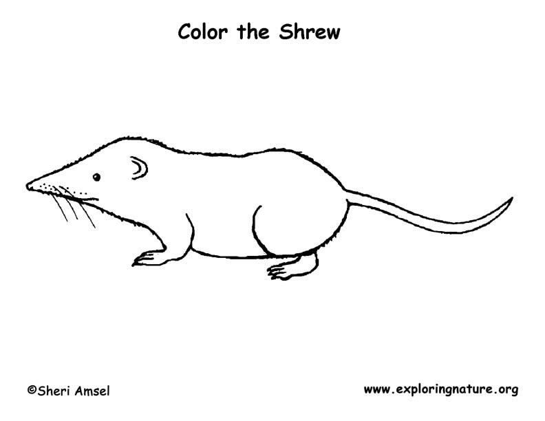 shrew-long-tailed-coloring-page