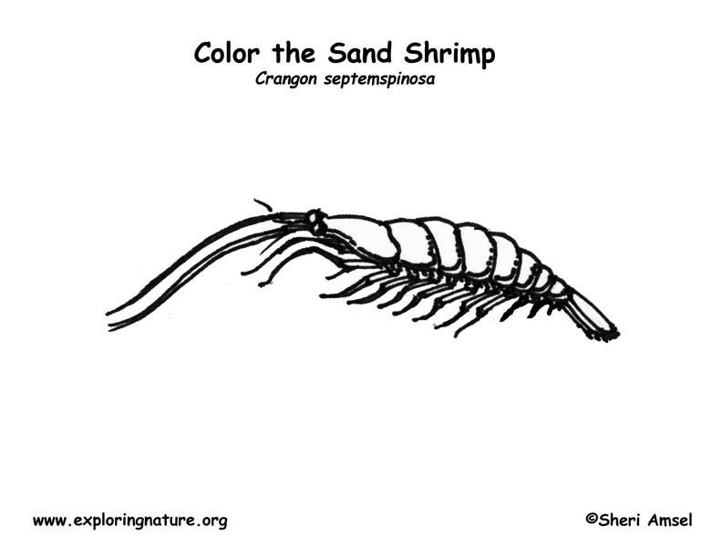 mantis shrimp coloring pages - photo #17