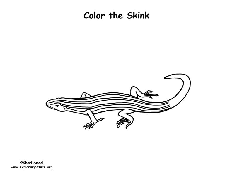 Five-lined Skink Coloring Page