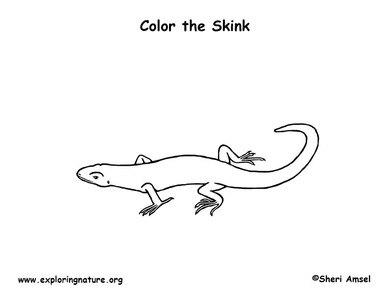Skink (Five-Lined)