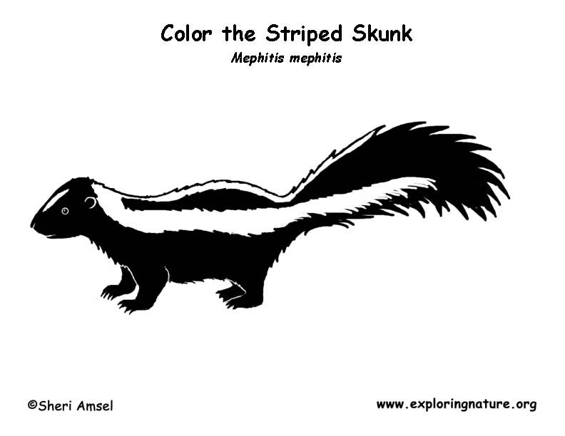 skunk-striped-coloring-page