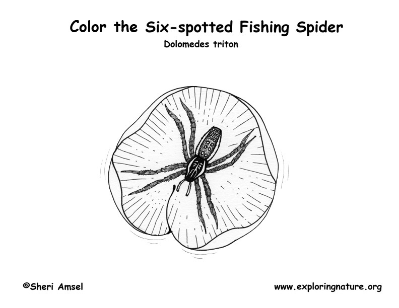 Spider (Fishing) Coloring Page