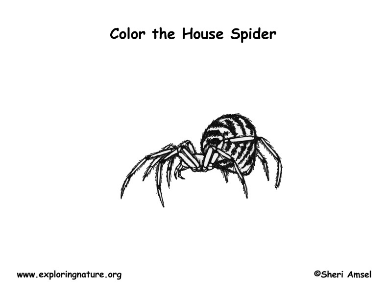 Spider (House) Coloring Page