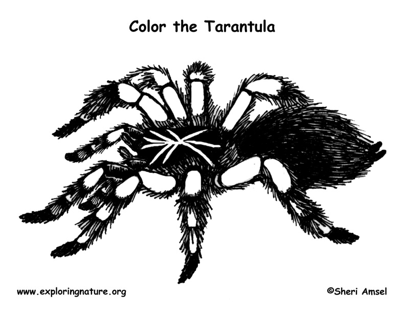 spider-tarantula-coloring-page