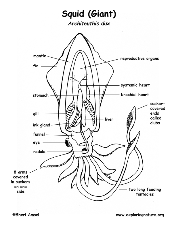 Squid Anatomy Coloring Page