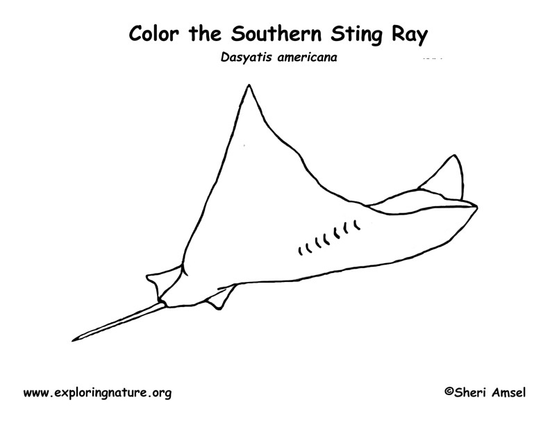 sting ray coloring page