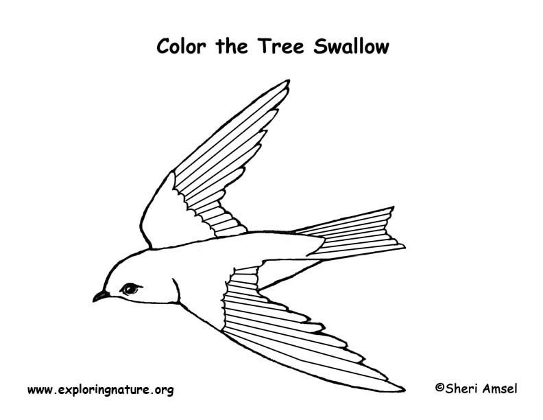 Swallow (Tree) Coloring Page