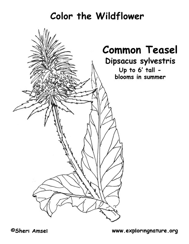 Teasel Coloring Page