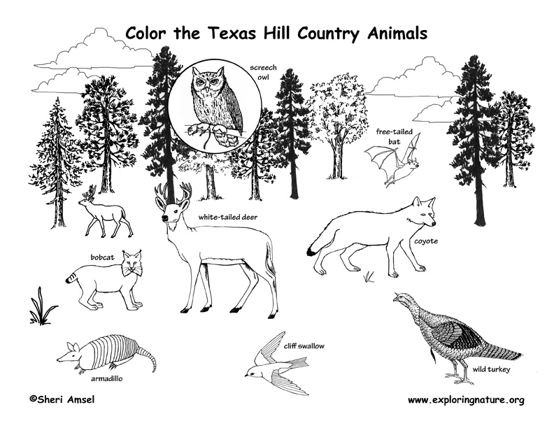 texas-hill-country-coloring-page