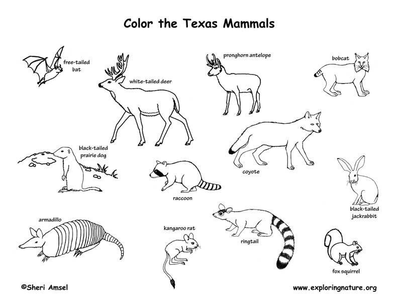 Texas Mammals Coloring Page Texas Mammals Coloring Page