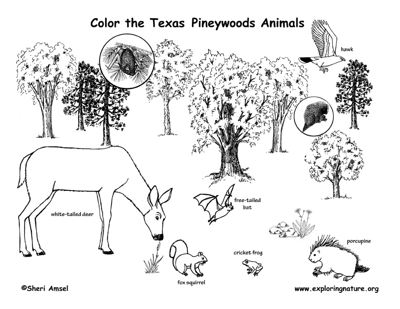 Texas Pineywoods Animal Coloring Page