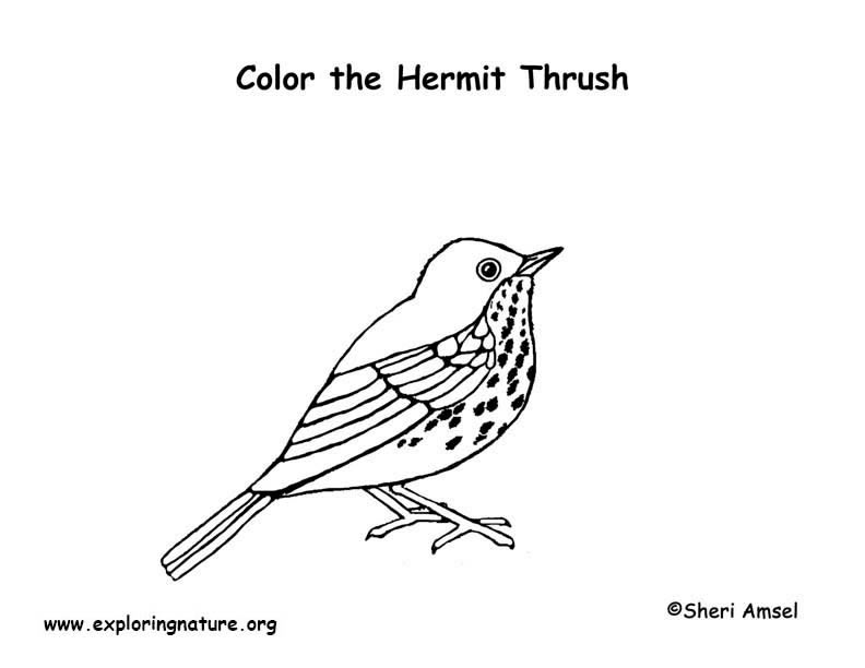 Thrush (Hermit) Coloring Page