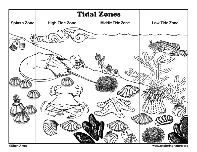 Download Tidal Zones Coloring Page