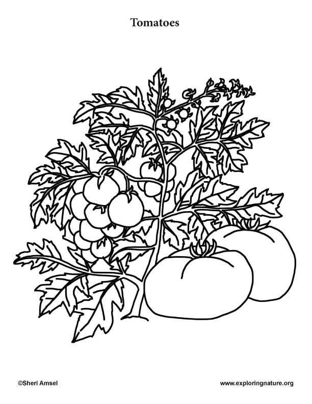 Garden Vegetables Coloring Pages (10)